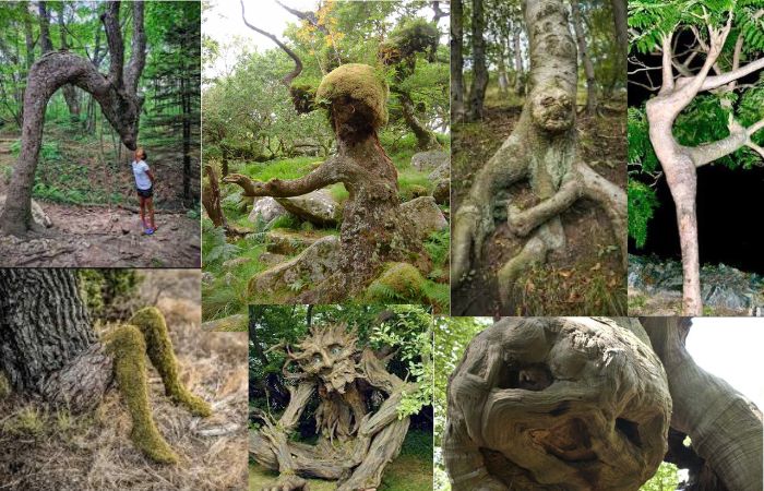 Trees That Resemble Humans and Their Organs